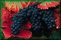 Iowa Grape Growers Association