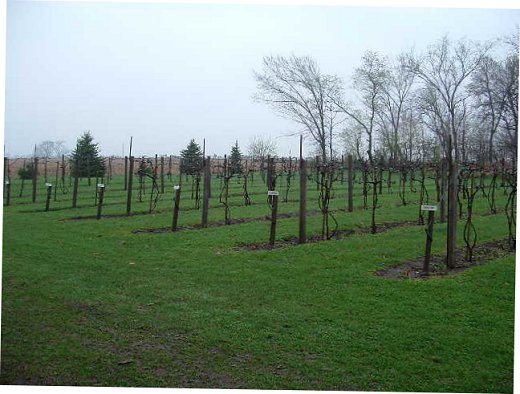 Vineyard - Spring 2005