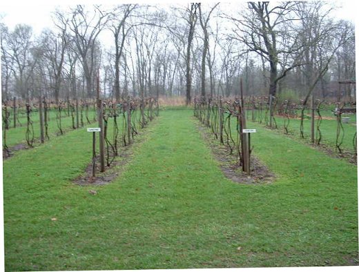 Vineyard - Spring 2005
