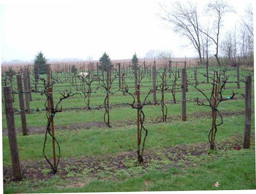 Vineyard - Spring 2005