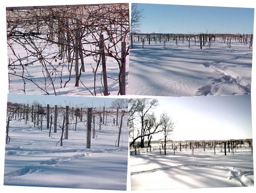 Vineyard - Winter 2000