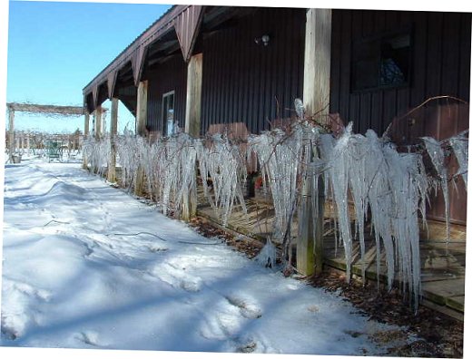 Vineyard - Winter 2004-2005