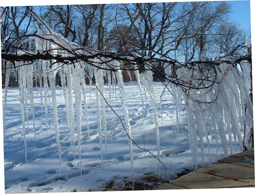 Vineyard - Winter 2004-2005